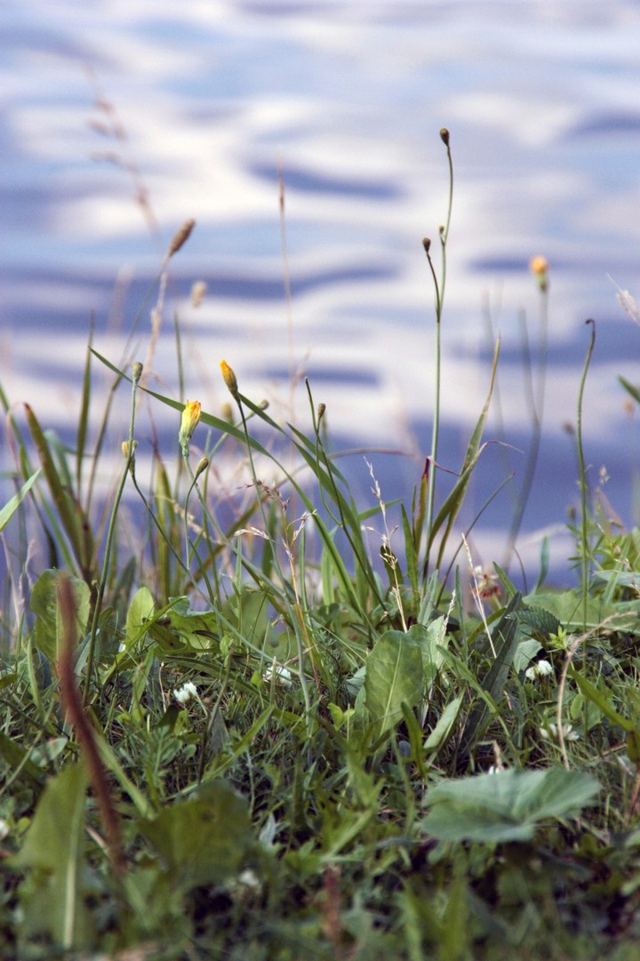 Grass