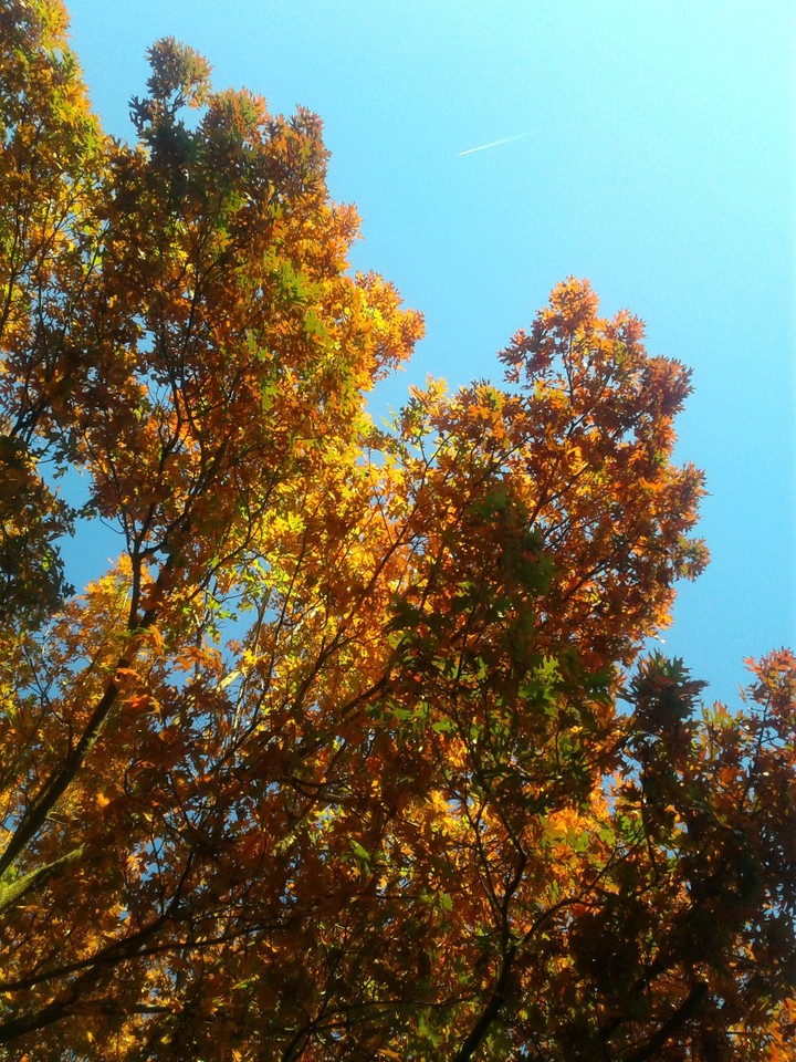 fall