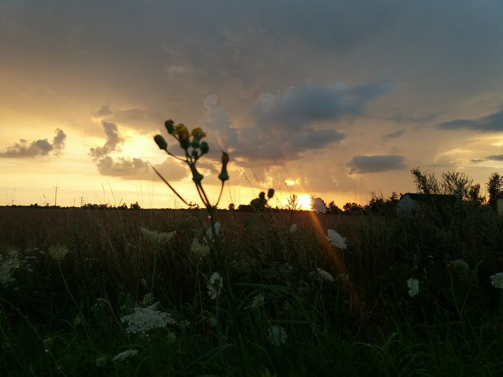 sunset over the meadow