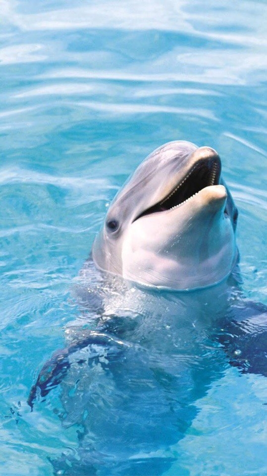 Dolphin
