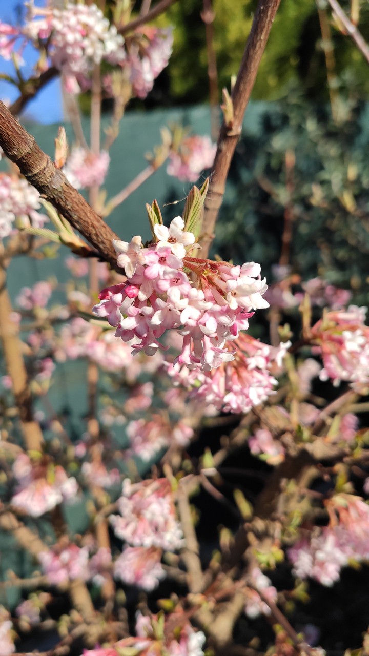 pink And White flower
