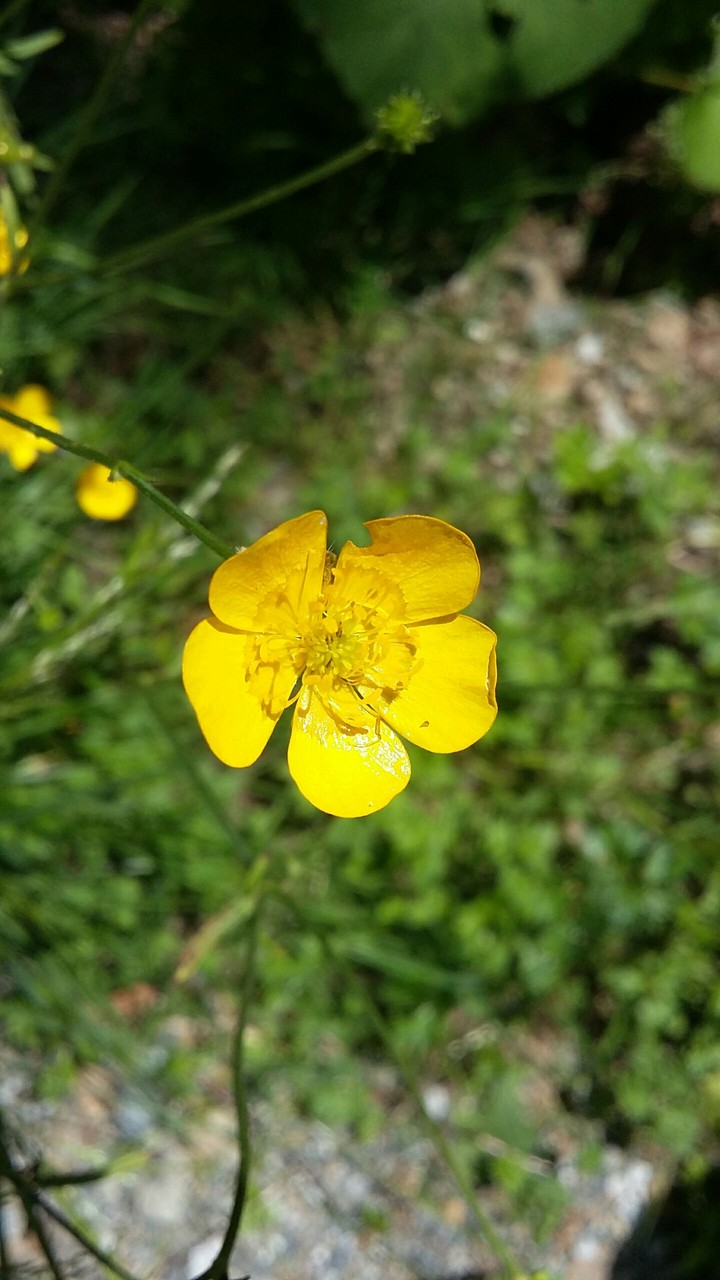 Yellow flower