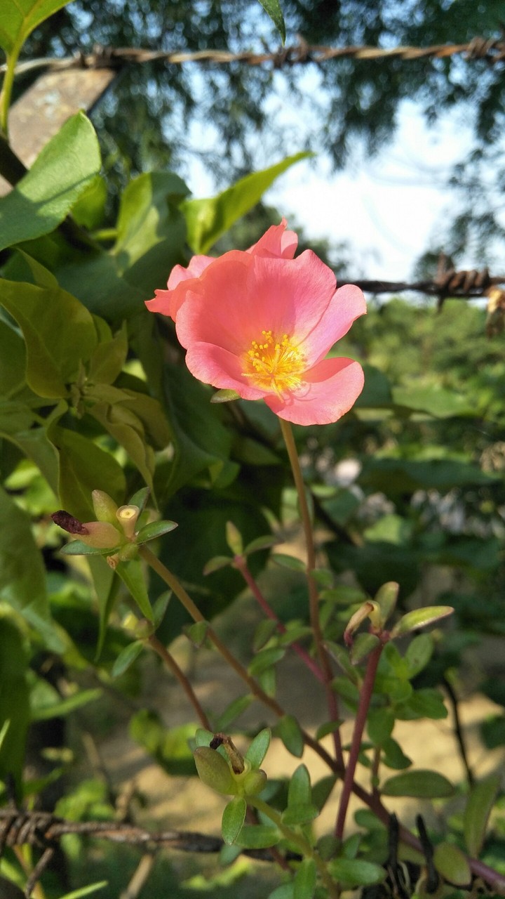plant flower