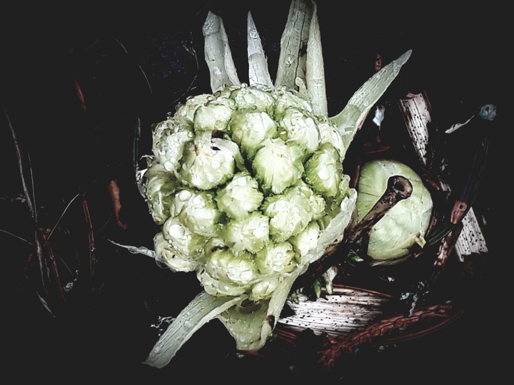 hop