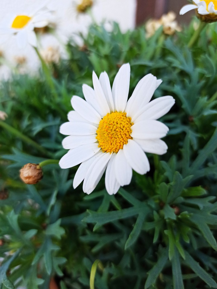 just flowers