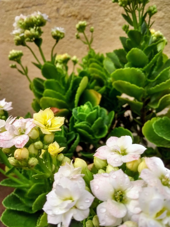 flores na chuva