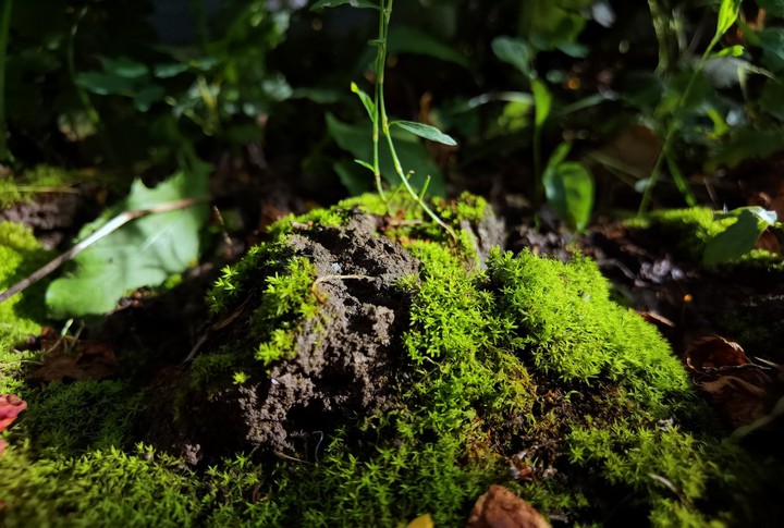 Green Moss
