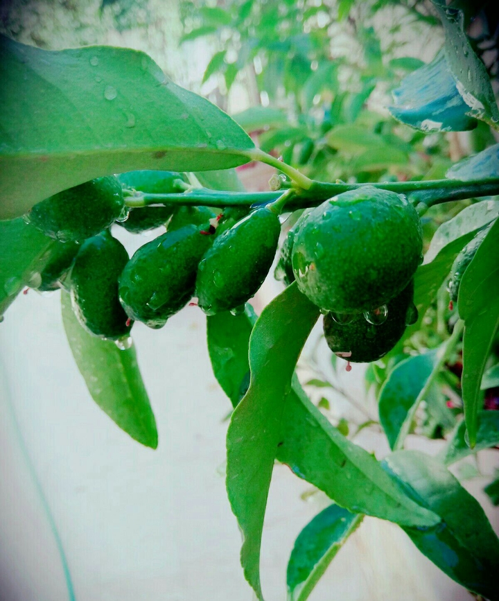 fruit like orange but i don't know the name
