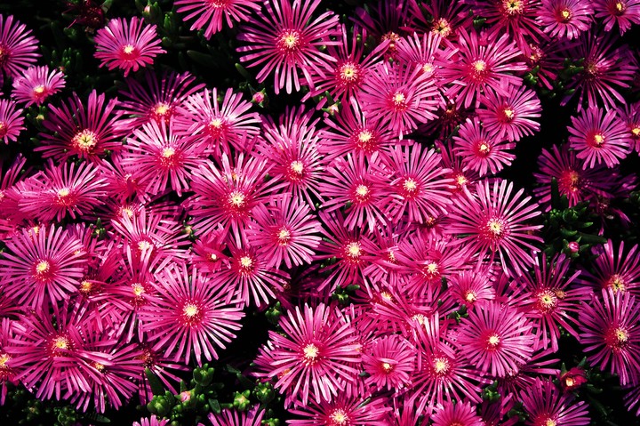 Beautiful Flowers