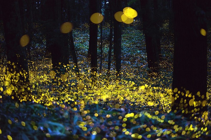 glowing forest