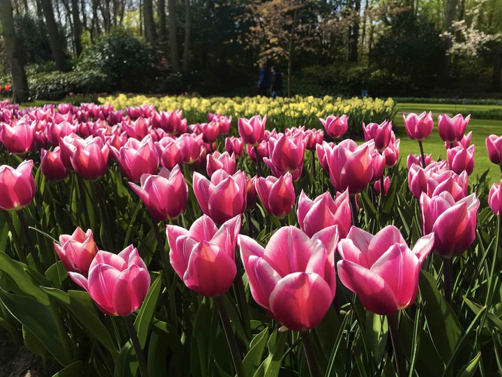 At the Keukenhof Park, 2019