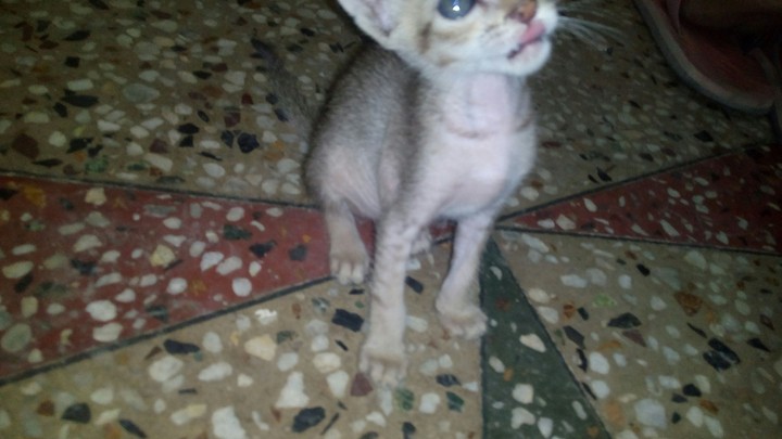 cat