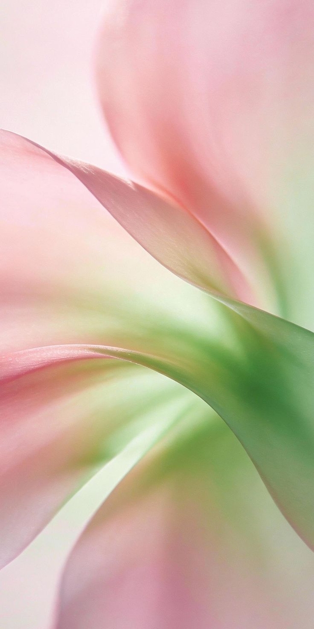 tapety Close-up, petal