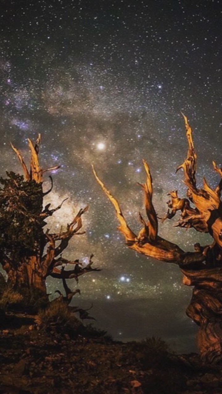 Thorny Sky