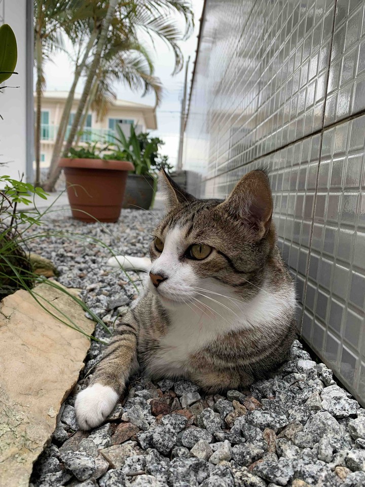 Cat Frederico