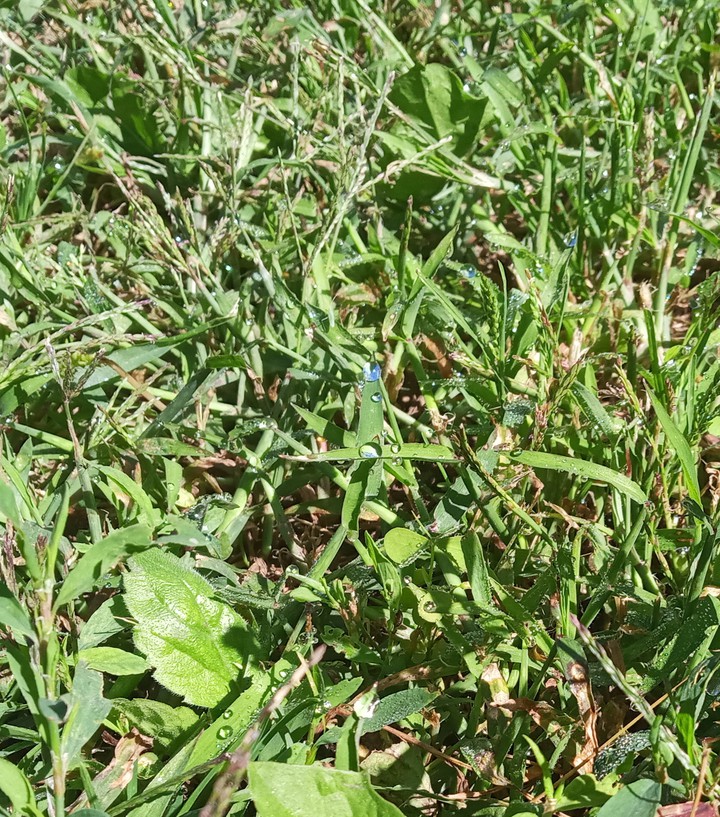 dew drops