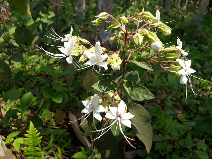 Flower
