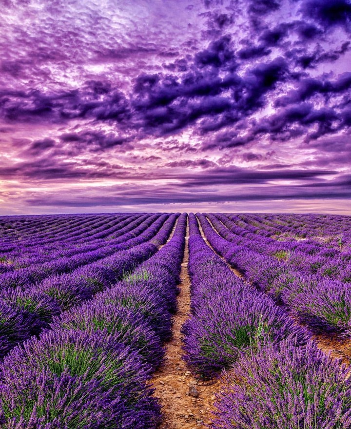field & lavender