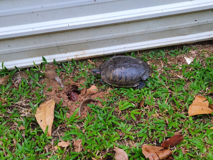 tortoise