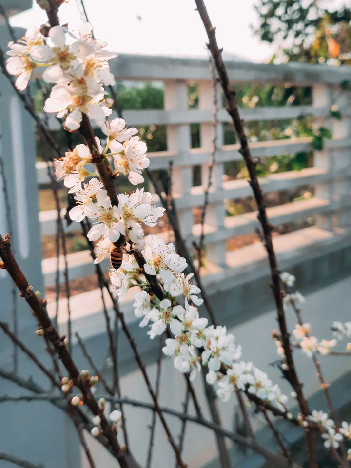 flower bee