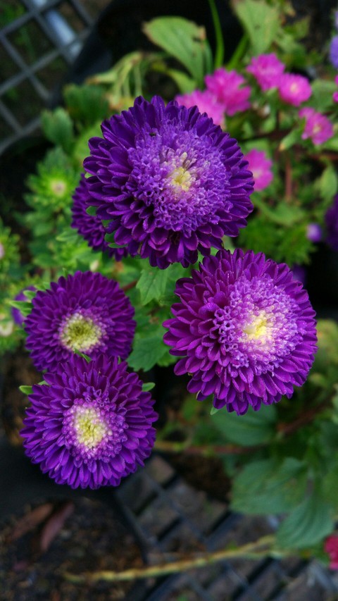 Purple Bonita
