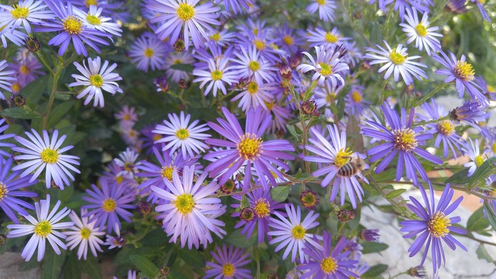 chrysanthemum