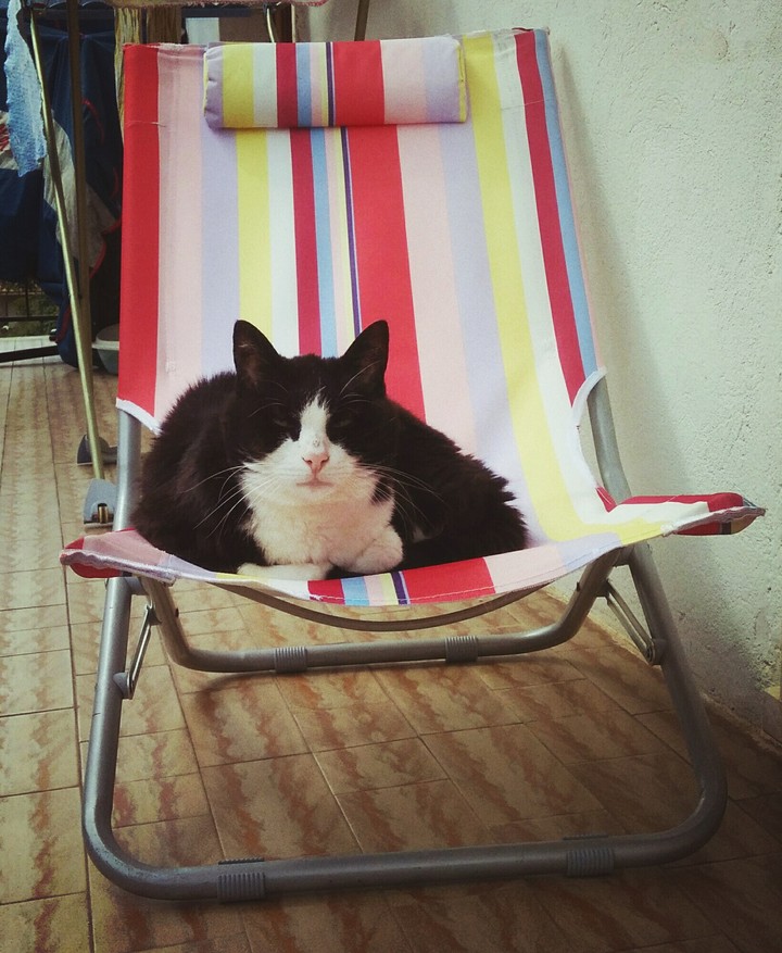 gatto che riposa