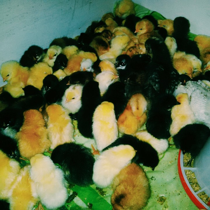 chick