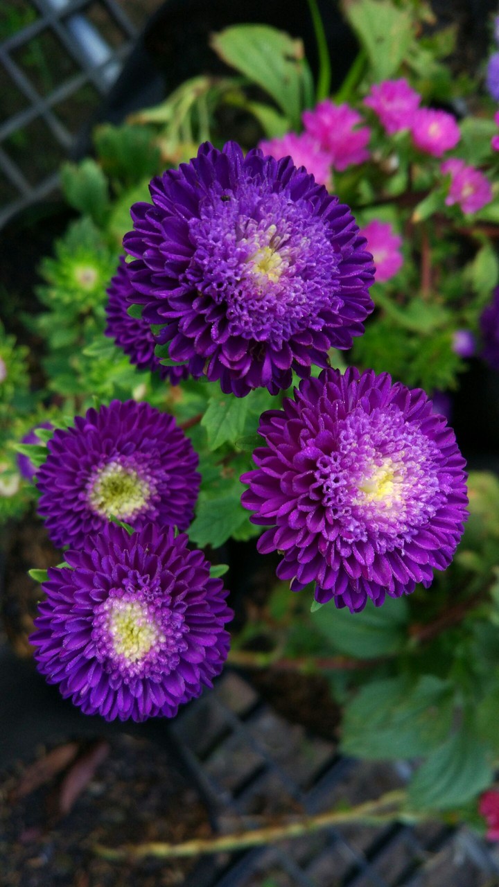 Purple Bonita