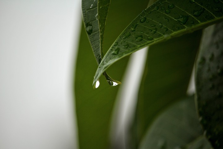 rain