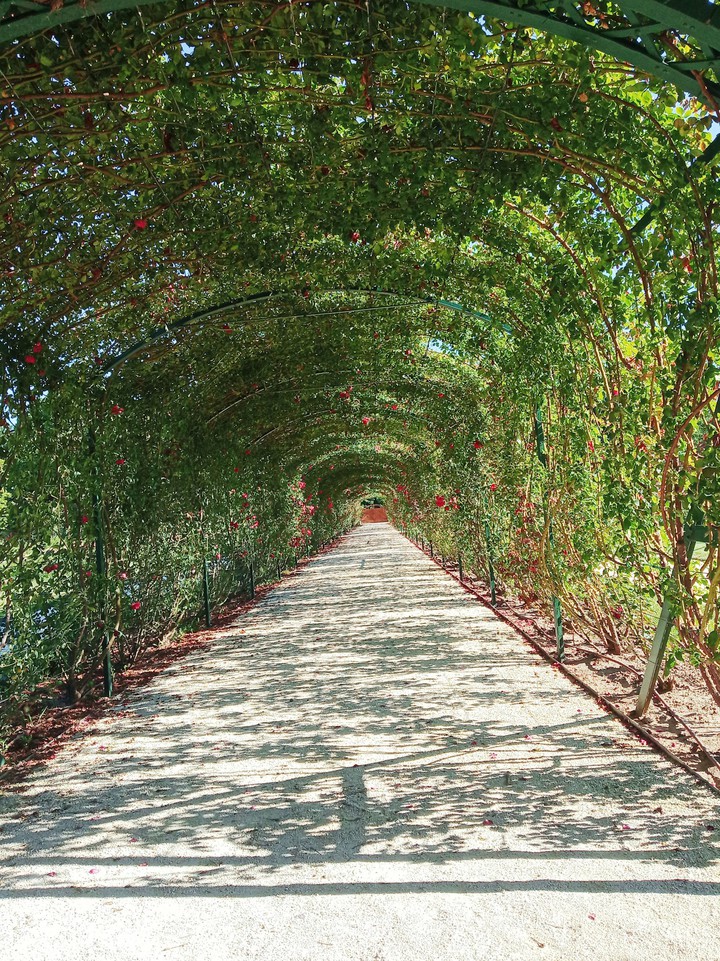 Gate of roses