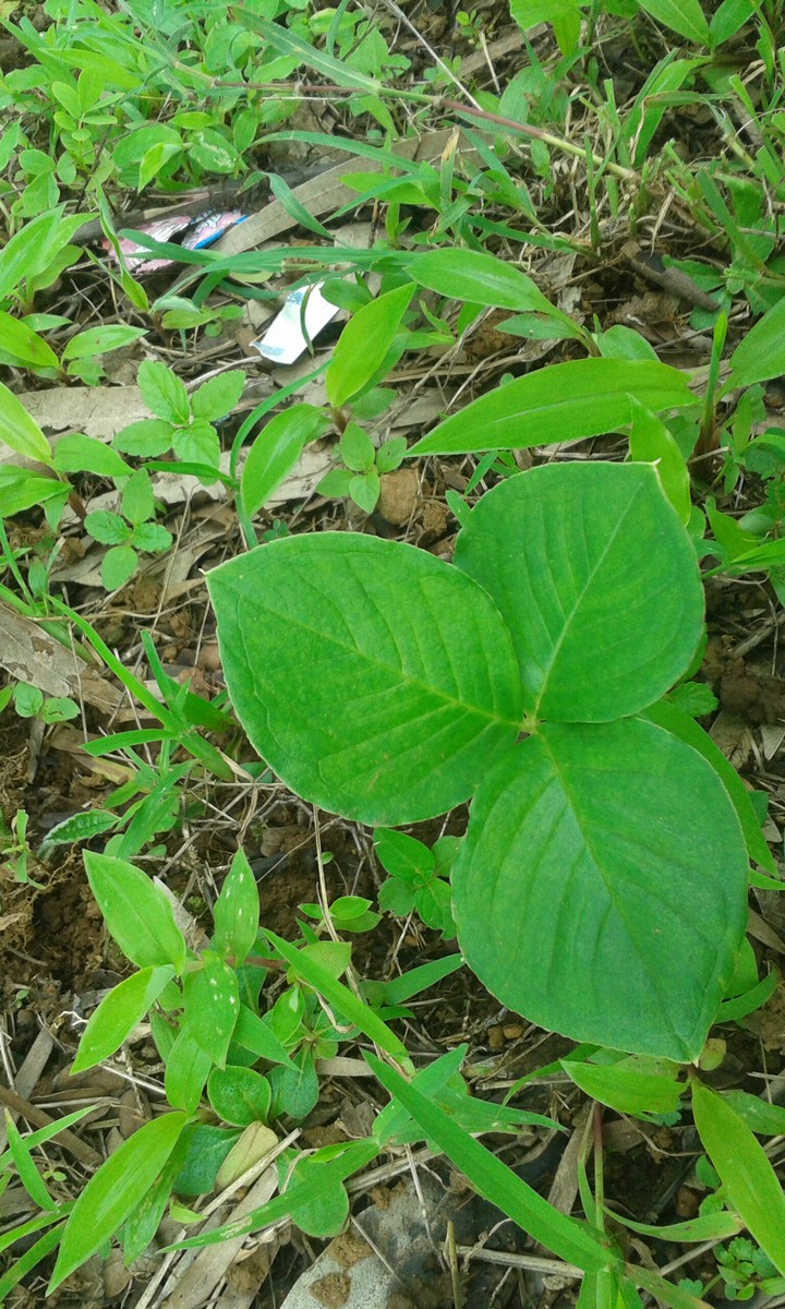 Green Nature