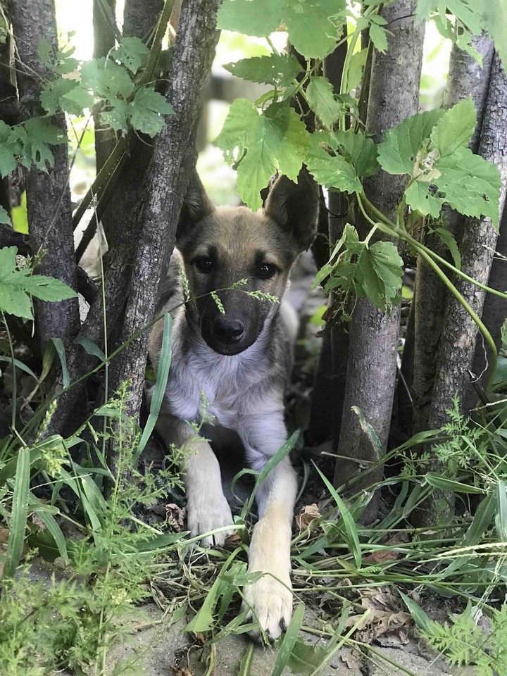 little cute dog