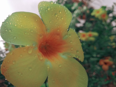 Flower in the Storm