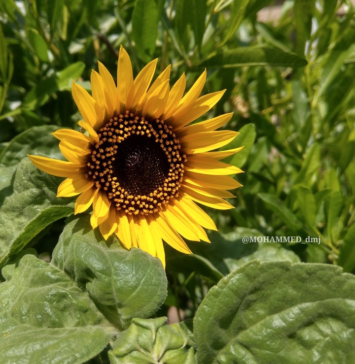 Sunflower