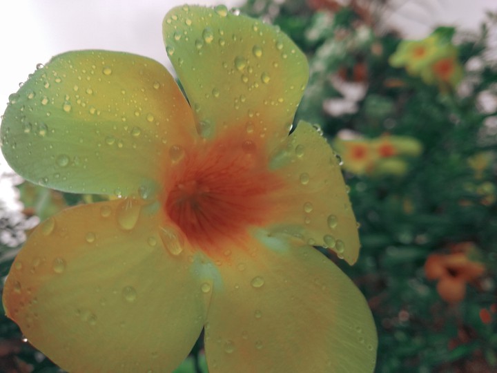 Flower in the Storm