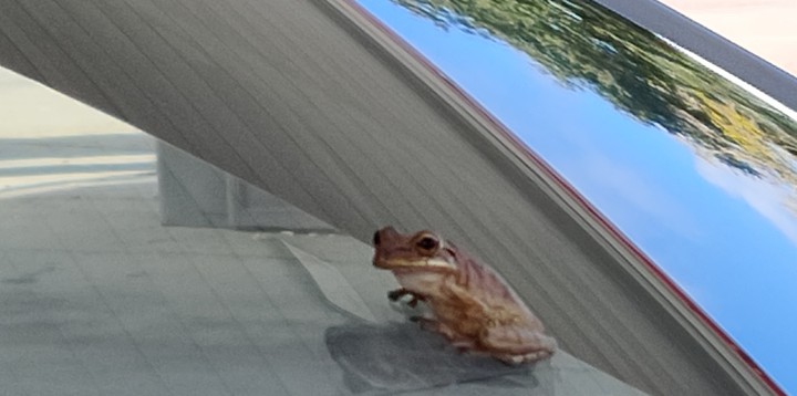 Windshield Frog