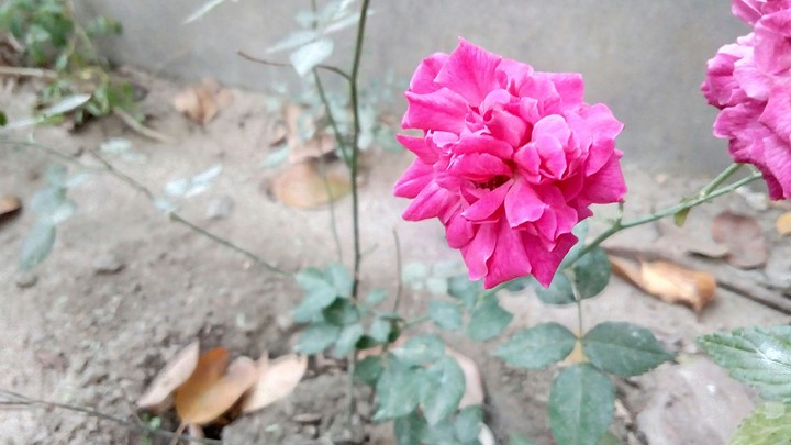 a old red rose.