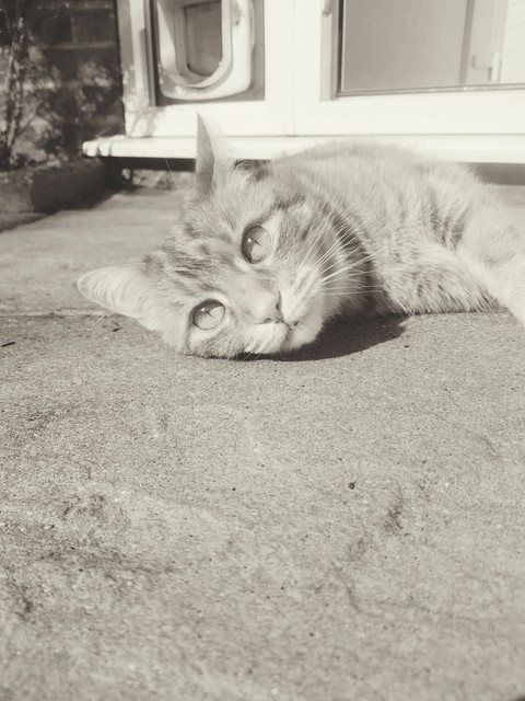My cat simba ?