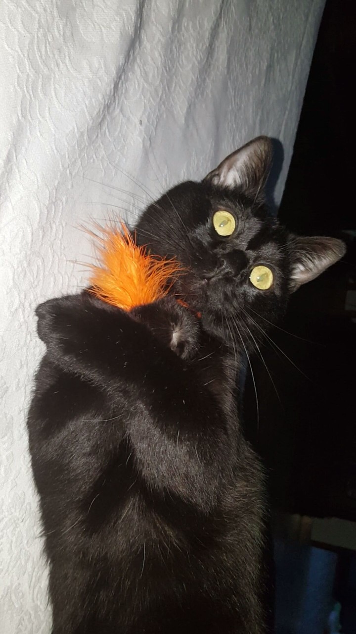 Felix