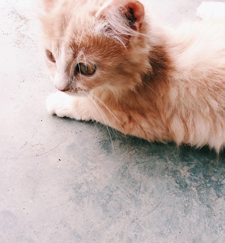 Ma cute sister's cat