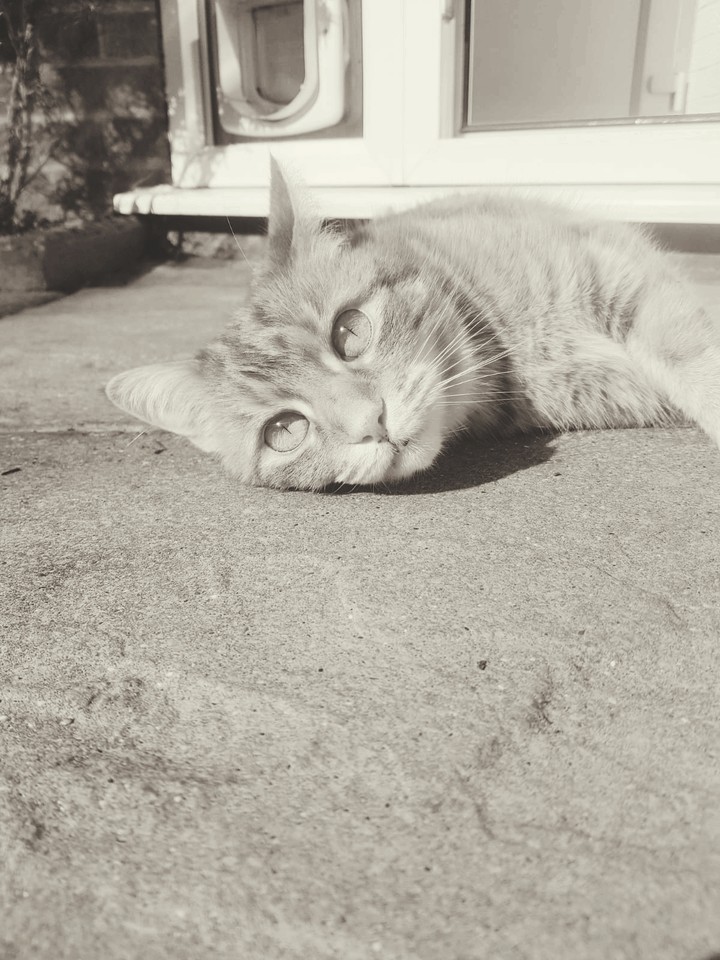 My cat simba ?