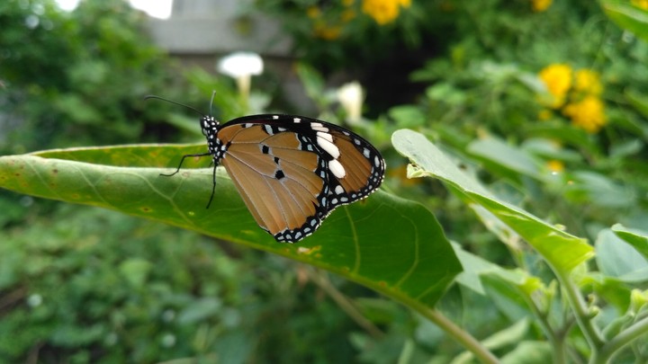 Beautiful Butterfly