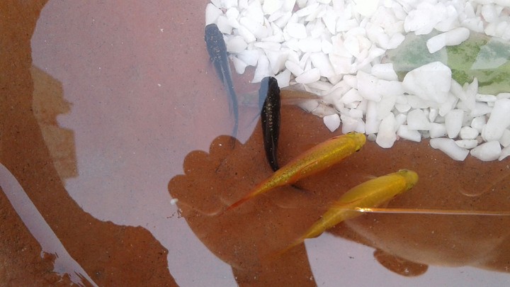 pairs of fish