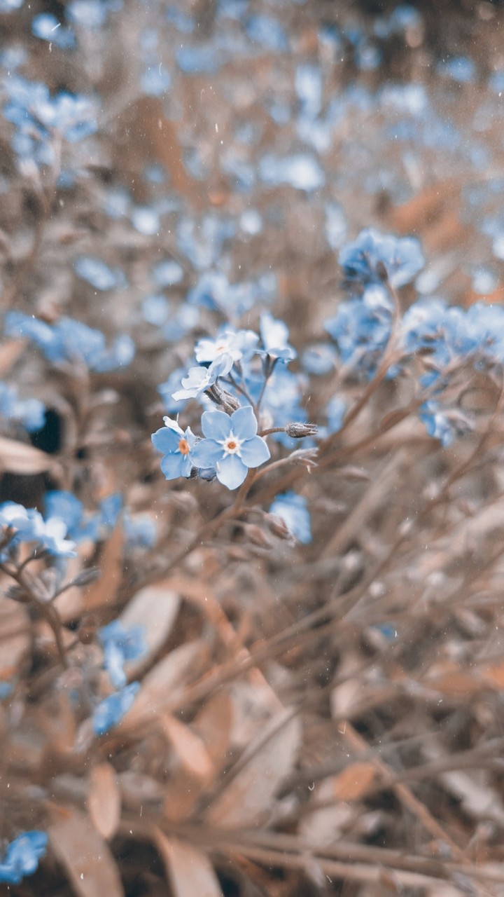 forget-me-not