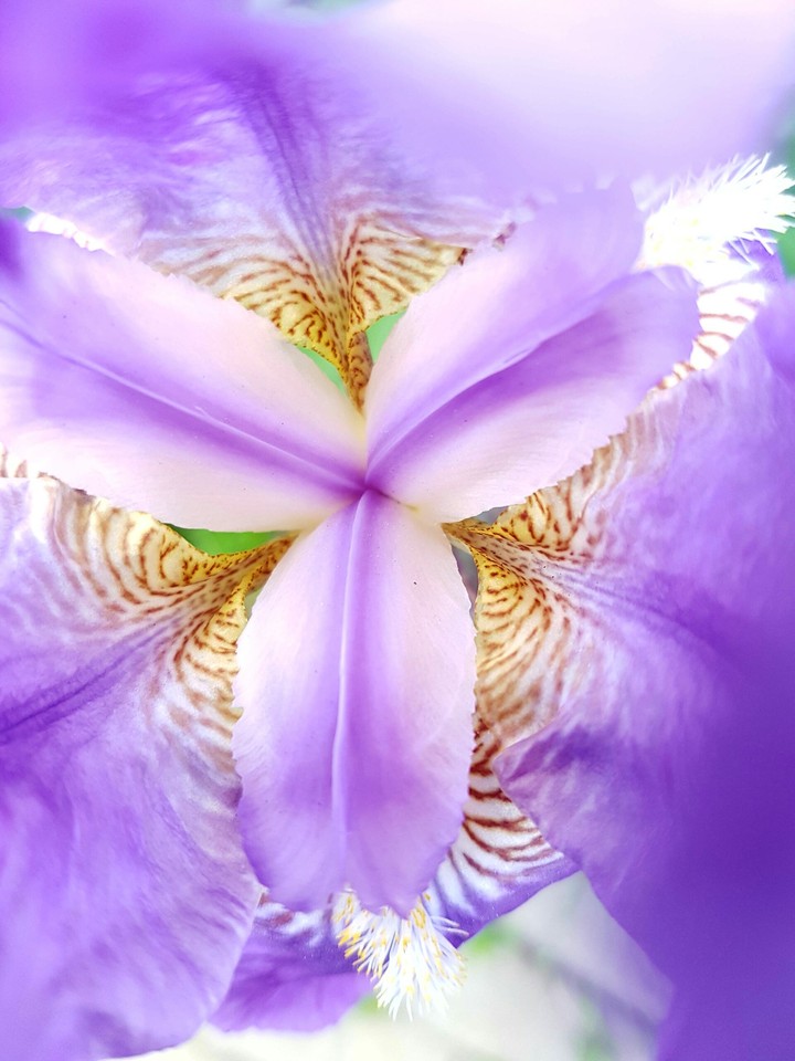 517