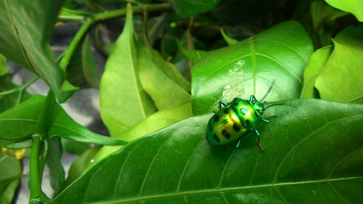 insect