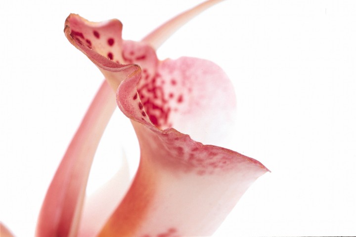 Beautiful Flowers