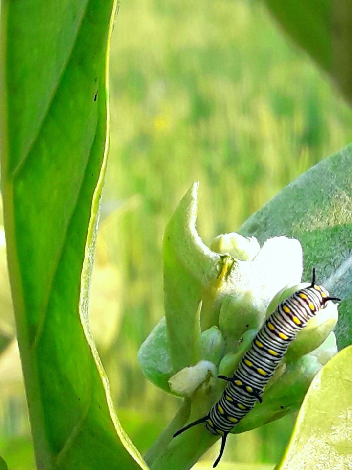 caterpillar