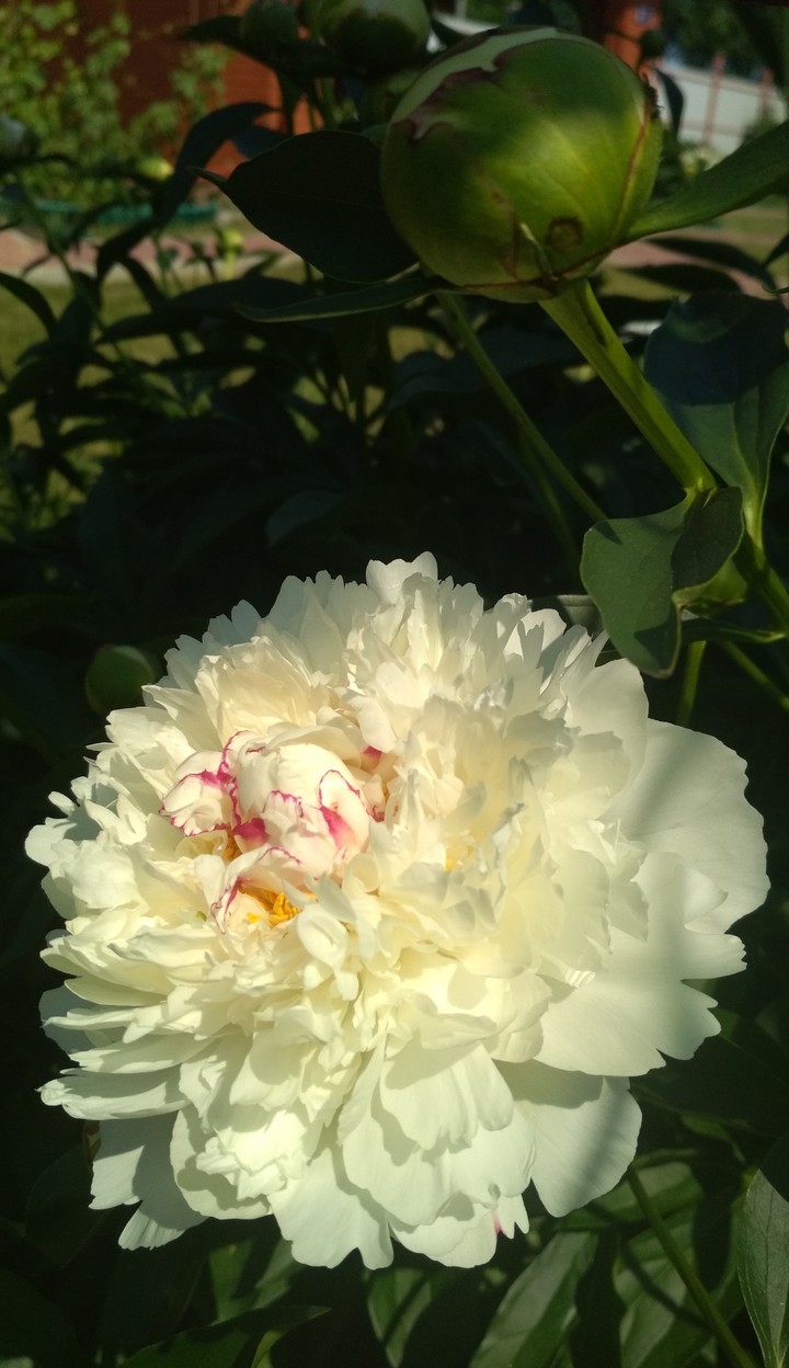 white peony